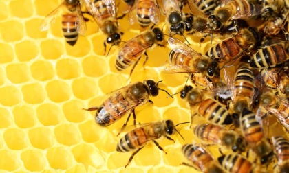 Giornata mondiale delle api: 16 comuni del Veronese fanno squadra per celebrare gli insetti