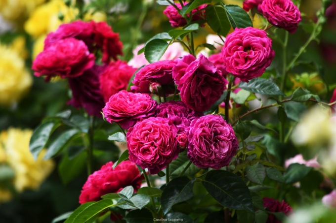 Piante rare, misteriose e inconsuete: tutto pronto per il Verona Flower Show