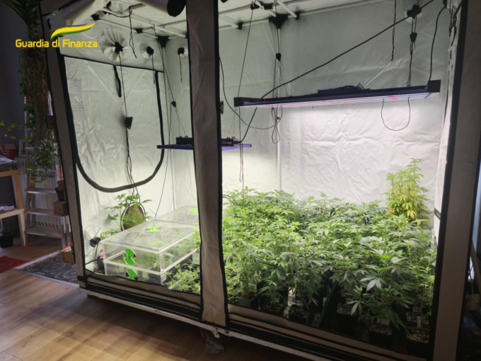 Sembrava un semplice negozio di articoli da regalo… ma era la “copertura” per una mega serra di marijuana
