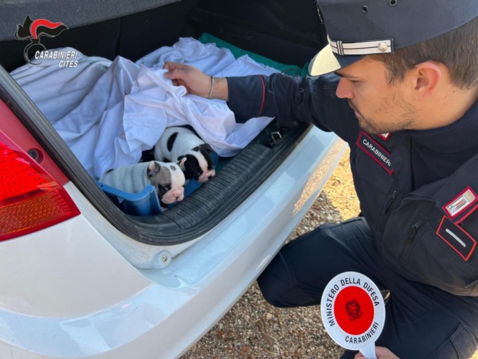 Cuccioli trattati come oggetti: lo spietato business dei cani “fantasma” aveva come base Verona