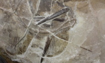 Trovato nel Veronese un pesce fossile di 50 milioni di anni