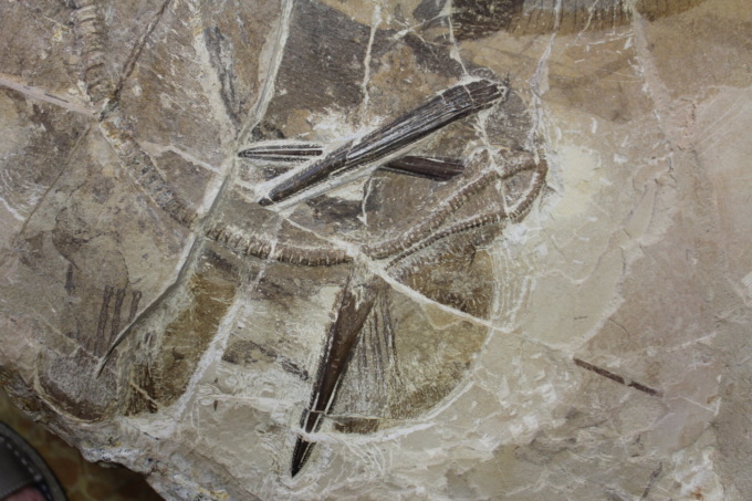Trovato nel Veronese un pesce fossile di 50 milioni di anni