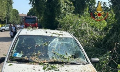 Maltempo a Verona e provincia, centinaia di chiamate: danni per alberi e rami caduti