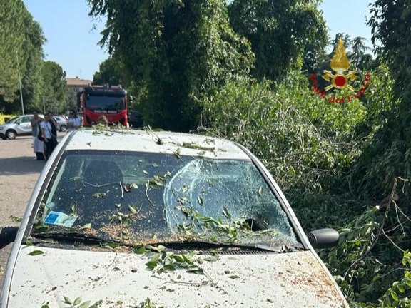 Maltempo a Verona e provincia, centinaia di chiamate: danni per alberi e rami caduti