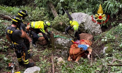 Grezzana, video e foto del recupero delle due vitelle finite in un vajo