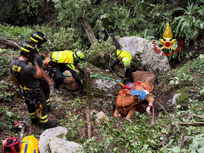 Grezzana, video e foto del recupero delle due vitelle finite in un vajo