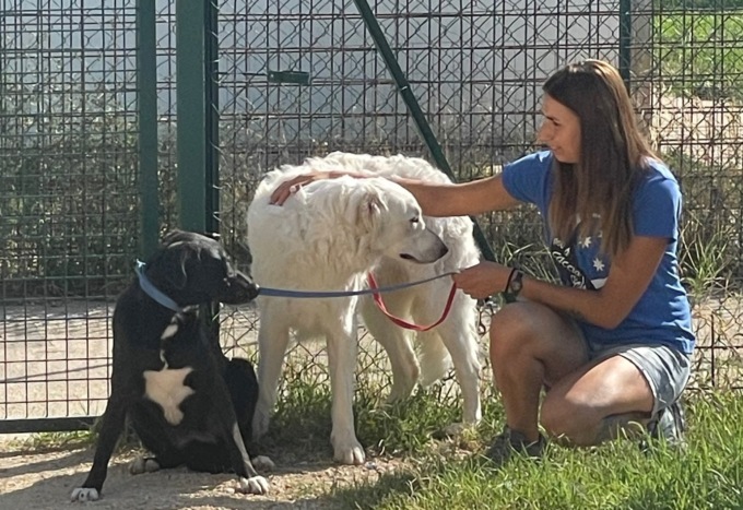 Tre cucciolotti abbandonati non possono essere adottati per un “intoppo” burocratico