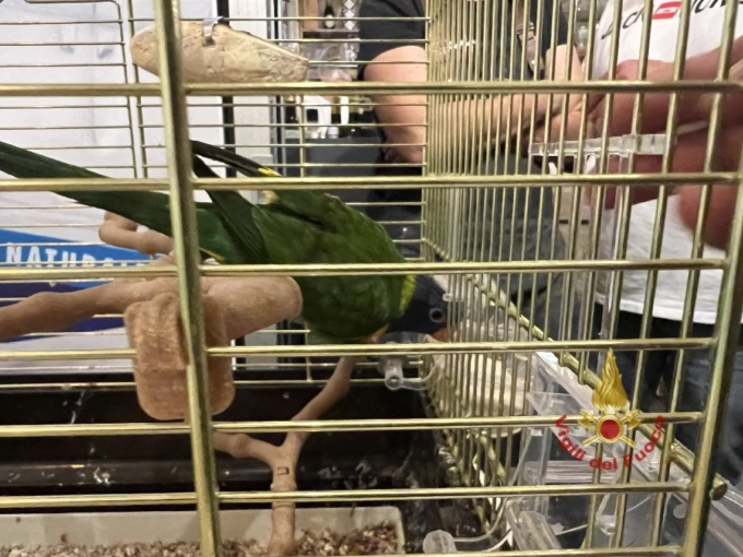 Bruno “se n’è andato e non ritorna più”…macché: recuperato dai Vigili del fuoco il simpatico pappagallo esotico