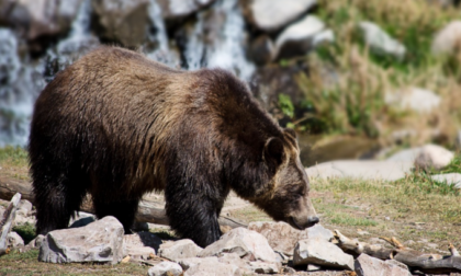 Avvistate le orme di un orso a Cazzano di Tramigna
