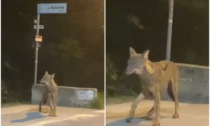 Avvistato un lupo a San Martino Buon Albergo: il video dell'incontro inaspettato