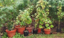 Il 60enne di Sona aveva il pollice un po' troppo "verde", scoperta una piantagione di marijuana nel suo giardino