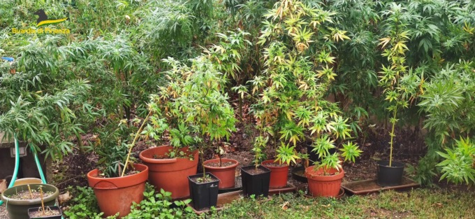 Il 60enne di Sona aveva il pollice un po’ troppo “verde”, scoperta una piantagione di marijuana nel suo giardino