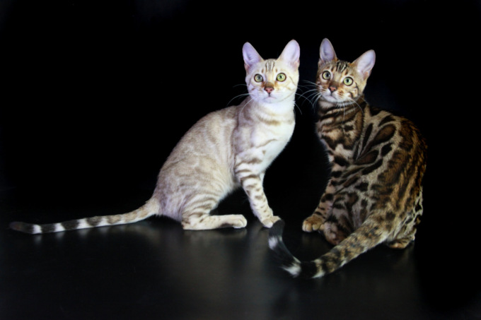 Verona città dei gatti, in Gran Guardia i 45 anni dell’Esposizione Internazionale Felina
