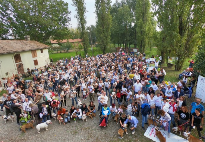 In arrivo il più grande raduno di Bulldog inglesi