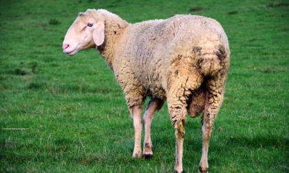 Un sofisticato collare permette alle pecore di "travestirsi" da lupi per evitare le predazioni