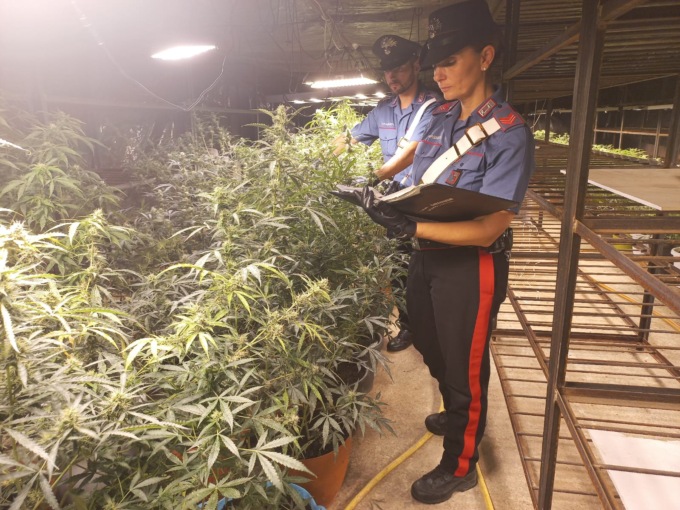 Altro che produzione di funghi, nel capannone c’era una mega serra di marijuana