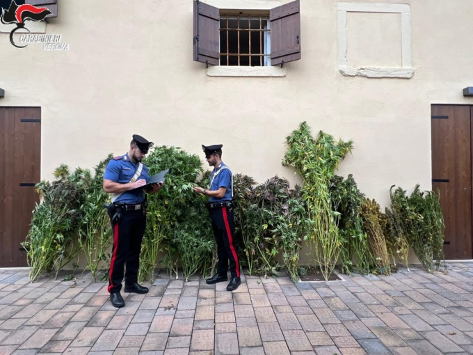 Scoperta una coltivazione di cannabis in un bosco della Valpolicella