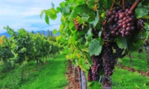 Vendemmia 2023 e lavoro nero: un'azienda vitivinicola veronese sfruttava lavoratori clandestini