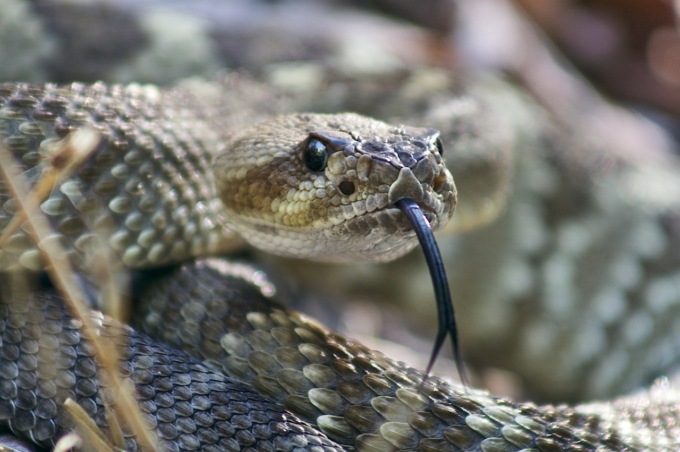 “Non credevo fosse una vipera”, 18enne morsa da un serpente nell’Alta Lessinia
