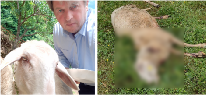 La pecora di Valdegamberi sbranata dai lupi… e lui se la prende con gli ambientalisti