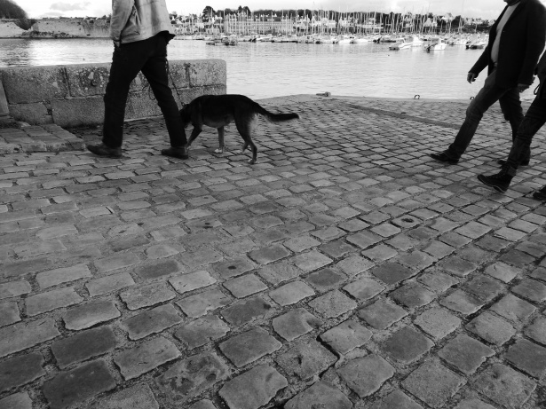 Prima l’odore di spinello, poi le botte: pestato a sangue da due ragazzi per difendere il proprio cane