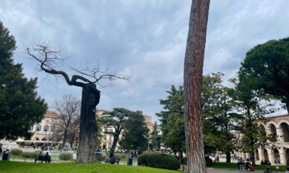 Partito il taglio agli alberi a rischio in Piazza Bra: diventeranno opere d'arte