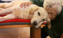 Una zampa può fare la differenza: pet therapy alla Casa di Riposo Benedetto Albertini