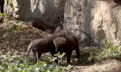 Cuccioli di crisocione nati al Parco Natura Viva di Bussolengo, il video della loro prima uscita dalla tana