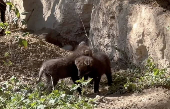 Cuccioli di crisocione nati al Parco Natura Viva di Bussolengo, il video della loro prima uscita dalla tana