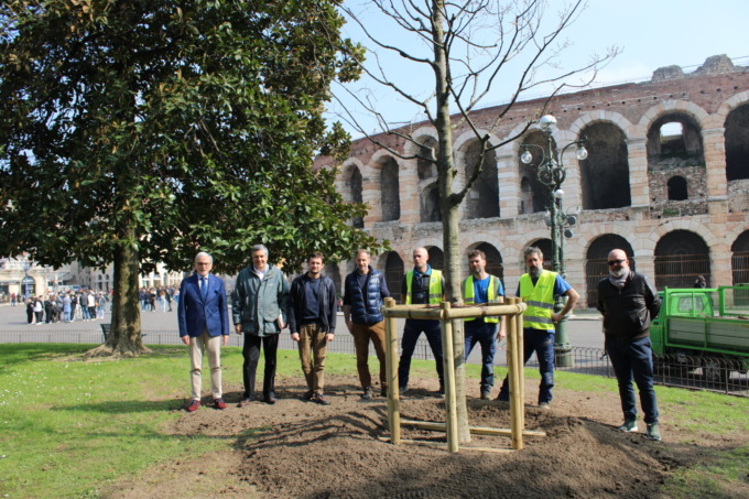 Nuovi alberi piantati in piazza Bra, sostituiti quelli a rischio caduta