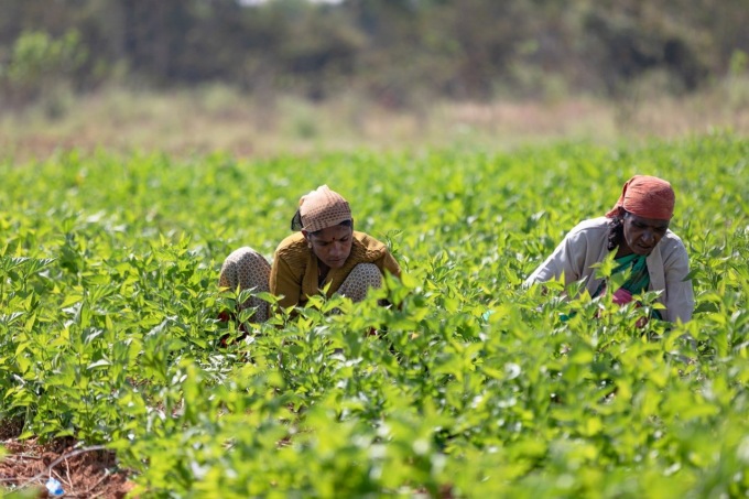 L’agricoltura di Verona è carente di manodopera: i timori di Coldiretti per le lunghe attese dopo il Click Day