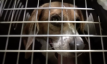 Sequestrati a Verona scimmie e cani Beagle sfruttati per la sperimentazione farmaceutica