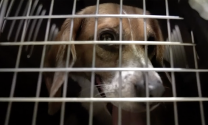 Sequestrati a Verona scimmie e cani Beagle sfruttati per la sperimentazione farmaceutica