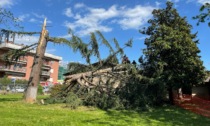 Il vento forte fa crollare un cedro sul tetto di una scuola dell'infanzia a Verona