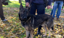 Addio al cane antidroga Pico, la prima unità cinofila della polizia locale di Verona