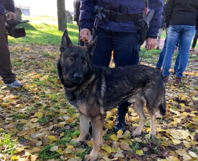 Addio al cane antidroga Pico, la prima unità cinofila della polizia locale di Verona