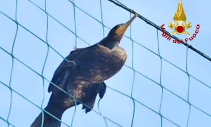 "Ci passo, ci passo!" e invece no, Cormorano si impiglia nella rete di un campo da calcio