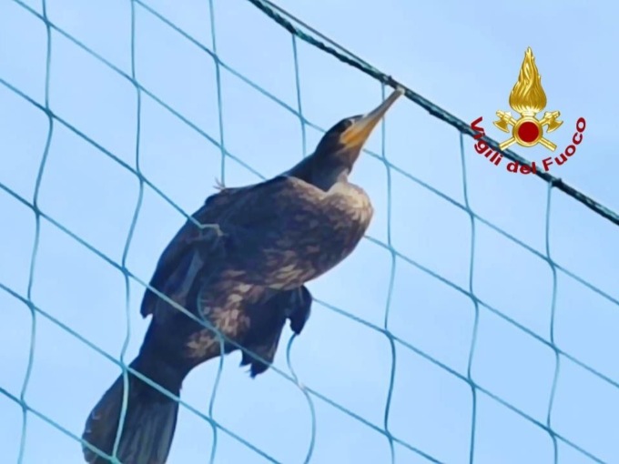 “Ci passo, ci passo!” e invece no, Cormorano si impiglia nella rete di un campo da calcio