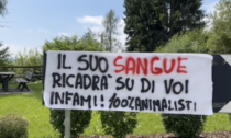 L'orsa KJ1 localizzata e uccisa dal Corpo Forestale, la denuncia delle associazioni animalisti