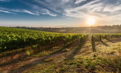 Tre Bicchieri 2025: il Gambero Rosso premia 31 vini Veronesi