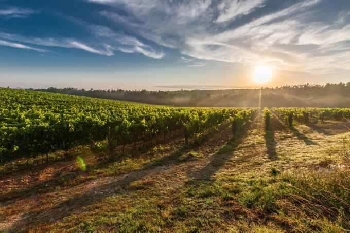 Tre Bicchieri 2025: il Gambero Rosso premia 31 vini Veronesi