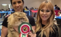 Bounty è il gatto più bello del mondo 2024: a Verona la premiazione del raro persiano golden shade