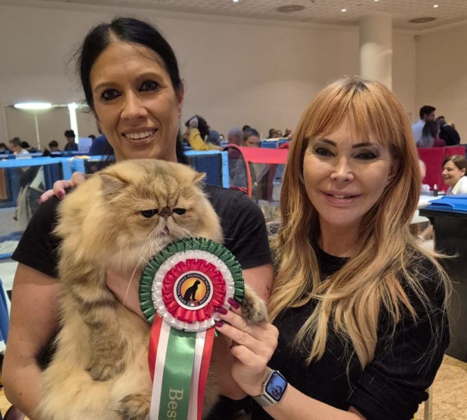 Bounty è il gatto più bello del mondo 2024: a Verona la premiazione del raro persiano golden shade