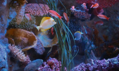 Illusionisti del mare, la nuova magica esperienza al Gardaland Sea Life Aquarium