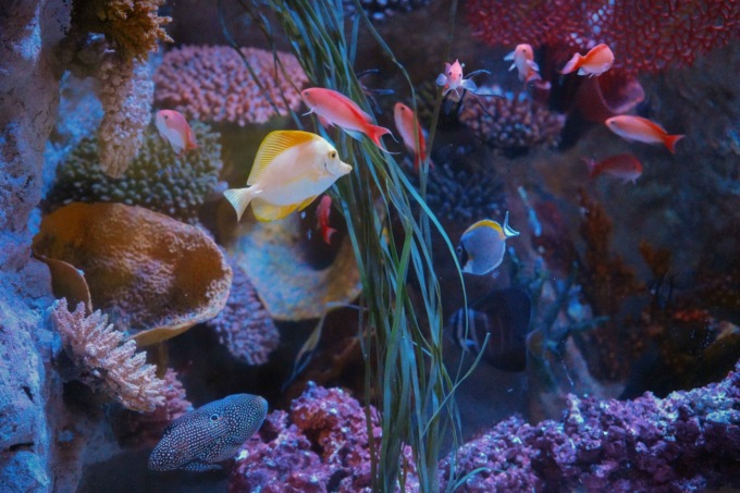 Illusionisti del mare, la nuova magica esperienza al Gardaland Sea Life Aquarium