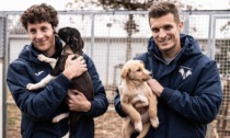 L'Hellas Verona adotta sette cuccioli del "Rifugio del cane e del gatto"