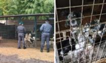 Scoperto canile fantasma a Bussolengo, 40 cani costretti a stare in gabbie sporche e diroccate