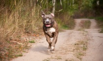 Pitbull scappano da casa e mordono un ciclista 25enne e un agricoltore 60enne intervenuto ad aiutarlo