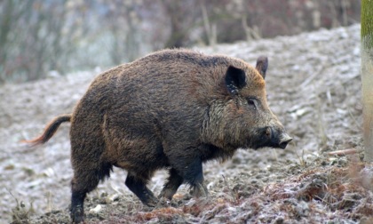 Incidente con un cinghiale sulla tangenziale Est, poco dopo un cervo taglia la strada a un'automobilista