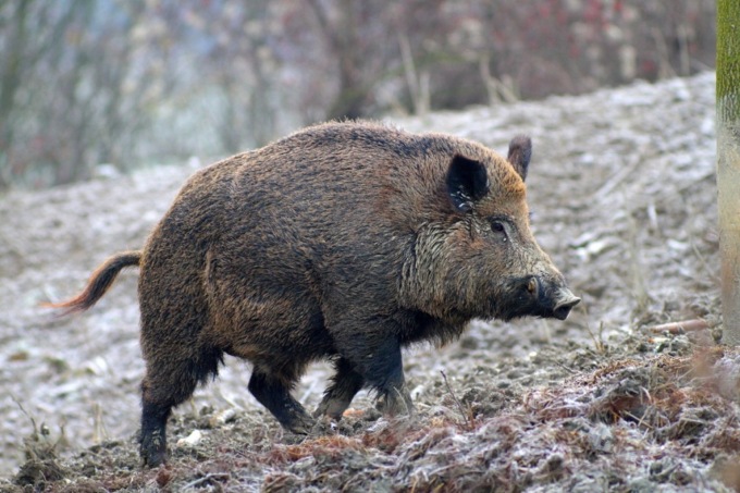 Incidente con un cinghiale sulla tangenziale Est, poco dopo un cervo taglia la strada a un’automobilista